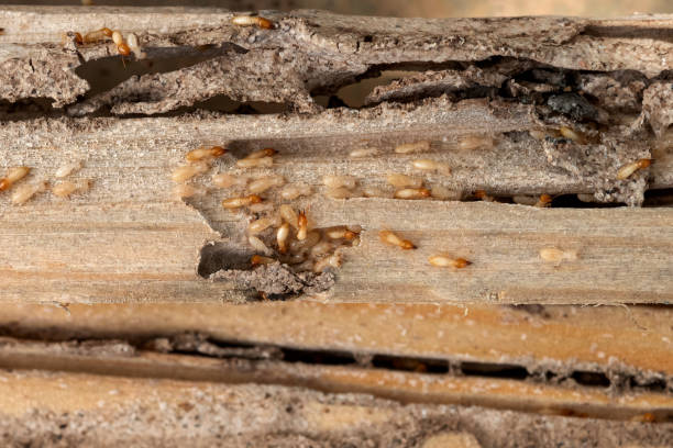 Best Cockroach Control Services  in Ayden, NC