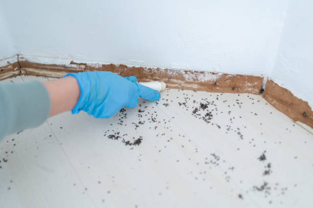Reliable Ayden, NC Pest Control Solutions